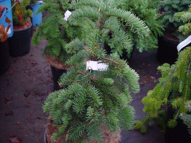 Abies procera DEL BAR CASCADE-3g Abies procera DEL BAR CASCADE-3g